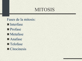 MITOSIS Fases de la mitosis: Interfase Profase Metafase Anafase Telofase Citocinesis                   