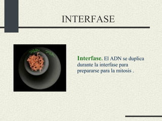 INTERFASE Interfase .  El ADN se duplica durante la interfase para prepararse para la mitosis .         