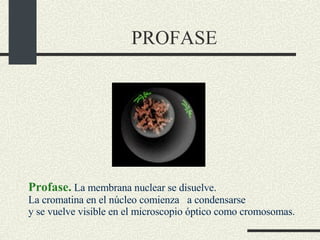 PROFASE                  Profase.   La membrana nuclear se disuelve. La cromatina en el núcleo comienza   a condensarse y se vuelve visible en el microscopio óptico como cromosomas.  
