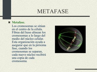 METAFASE Metafase.  Los cromosomas se sitúan en el centro de la célula. Fibras del huso alinean los cromosomas a lo largo del medio del núcleo celular. Esta organización ayuda a asegurar que en la próxima fase, cuando los cromosomas se separan, cada nuevo núcleo recibirá una copia de cada cromosoma .          