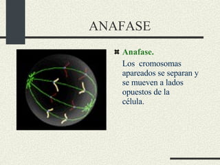 ANAFASE Anafase.  Los  cromosomas apareados se separan y se mueven a lados opuestos de la célula.           