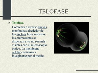 TELOFASE Telofase.  Comienza a crearse  nuevas membranas  alrededor de los  núcleos  hijos mientras los cromosomas se dispersan y ya no son más visibles con el microscopio óptico. La  membrana celular  comienza a  invaginarse por el medio. 