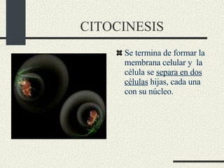 CITOCINESIS Se termina de formar la membrana celular y  la célula se  separa en dos células  hijas, cada una con su núcleo.  