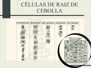CÉLULAS DE RAIZ DE CEBOLLA 