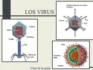 LOS VIRUS Virus de la gripe 
