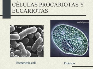 CÉLULAS PROCARIOTAS Y EUCARIOTAS Escherichia coli Protozoo 