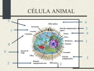 CÉLULA ANIMAL 1 2 3 3 3 4 5 6 8 Vacuolas 7 9 