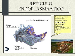 RETÍCULO ENDOPLASMÁATICO Son un conjunto de canales que se comunican con la  MEMBRANA NUCLEAR.  Su función es  TRANSPORTAR  las proteínas 