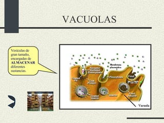 VACUOLAS Vesículas de gran tamaño, encargadas de  ALMACENAR  diferentes sustancias. 