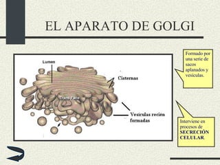EL APARATO DE GOLGI Formado por una serie de sacos aplanados y vesículas.   Interviene en procesos de  SECRECIÓN CELULAR . 