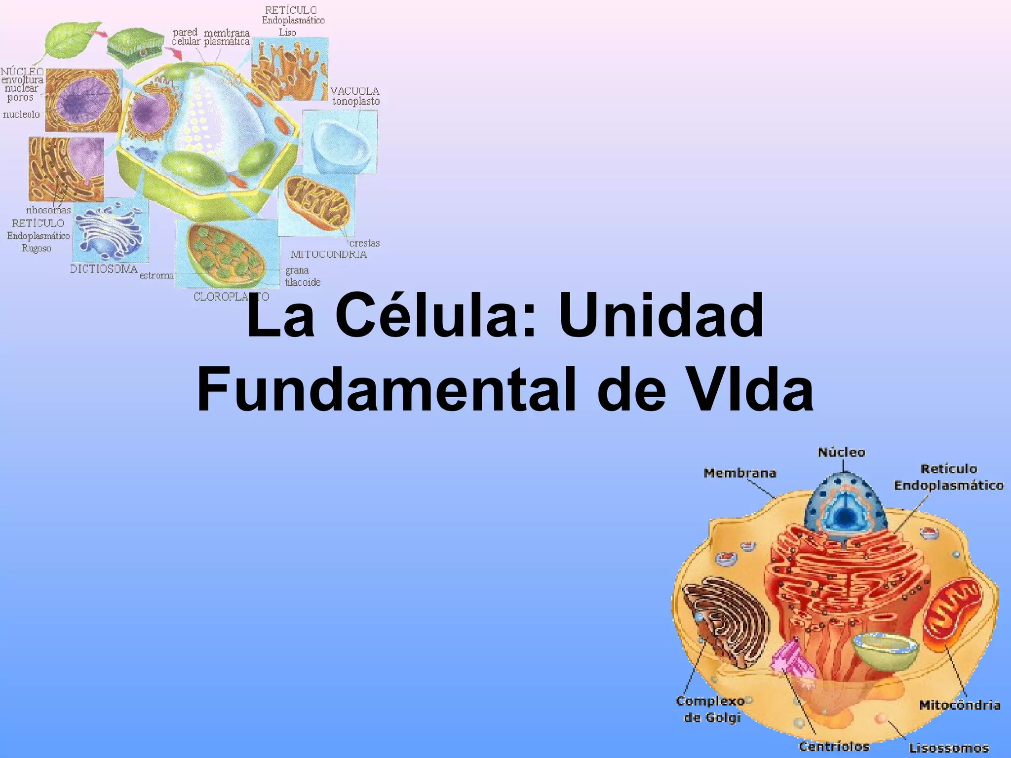 Cual Es La Unidad Fundamental De La Vida