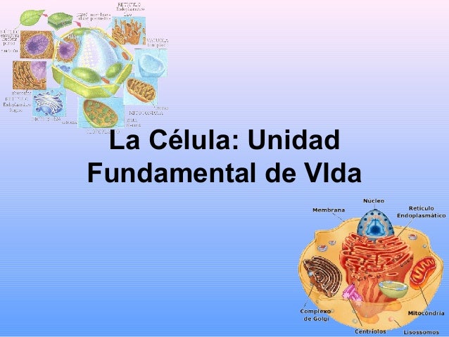 La célula; unidad de vida fundamental.