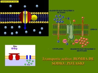 Transporte activo: BOMBA DE SODIO / POTASIO 