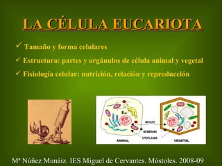 LA CÉLULA EUCARIOTA <ul><li>Tamaño y forma celulares </li></ul><ul><li>Estructura: partes y orgánulos de célula animal y v...