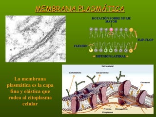 MEMBRANA PLASMÁTICA La membrana plasmática es la capa fina y elástica que rodea al citoplasma celular 