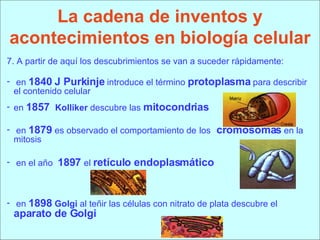 La cadena de inventos y acontecimientos en biología celular 7. A partir de aquí los descubrimientos se van a suceder rápidamente:  en  1840 J Purkinje  introduce el término  protoplasma  para describir el contenido celular en  1857  Kolliker  descubre las  mitocondrias en  1879  es observado el comportamiento de   los   cromosomas  en la mitosis en el año  1897  el  retículo endoplasmático en  1898  Golgi  al teñir las células con nitrato de plata descubre el  aparato de Golgi 