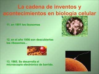 La cadena de inventos y acontecimientos en biología celular 11. en 1951 los lisosomas 12. en el año 1956 son descubiertos los ribosomas... 13 .  1965. Se desarrolla el microscopio electrónico de barrido.   