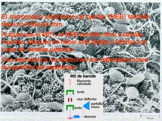 El microscopio electrónico de barrido (MEB) también tiene un limite de 2nm.  Al igual que el MET, el MEB permite mirar a células muertas, después de haber sido fijadas y teñidas con iones de metales pesados.  Con esta técnica los electrones son reflectados sobre la superficie del espécimen.   