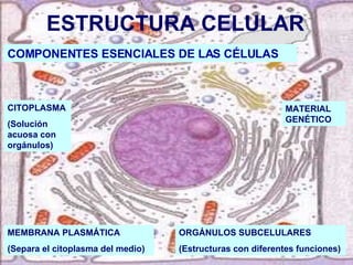 ESTRUCTURA CELULAR COMPONENTES ESENCIALES DE LAS CÉLULAS CITOPLASMA (Solución acuosa con orgánulos) MEMBRANA PLASMÁTICA (Separa el citoplasma del medio) MATERIAL GENÉTICO ORGÁNULOS SUBCELULARES (Estructuras con diferentes funciones) 