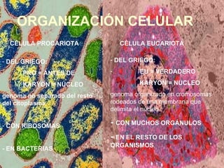 ORGANIZACIÓN CELULAR CÉLULA PROCARIOTA CÉLULA EUCARIOTA DEL GRIEGO:  PRO = ANTES DE KARYON = NÚCLEO genoma no separado del resto del citoplasma CON RIBOSOMAS - EN BACTERIAS DEL GRIEGO:  EU = VERDADERO KARYON = NUCLEO genoma organizado en cromosomas rodeados de una membrana  que delimita el núcleo -  CON MUCHOS ORGÁNULOS   -   EN EL RESTO DE LOS  ORGANISMOS 