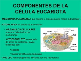 COMPONENTES DE LA CÉLULA EUCARIOTA -   NÚCLEO  material genético  limitado por una membrana  -   CITOPLASMA  en el que se encuentran: ORGÁNULOS CELULARES  (muchos delimitados por membranas) CITOESQUELETO  entramado   de fibras de proteínas, cuyas funciones son: soporte  facilitar el tráfico de moléculas  - MEMBRANA PLASMÁTICA  que separa el citoplasma del medio extracelular 