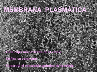 MEMBRANA  PLASMÁTICA  -  Es la capa más externa de la célula Define su extensión  Controla el contenido químico de la célula  
