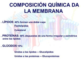 COMPOSICIÓN QUÍMICA DA LA MEMBRANA  .  GLÚCIDOS   10% : .  LÍPIDOS :  40%  forman una doble capa Fosfolípidos Colesterol . PROTEÍNAS : 50% dispuestas de una forma irregular y asimétrica entre los lípidos Unidos a los lípidos -- Glucolípidos  Unidos a las proteínas -- Glucoproteínas 