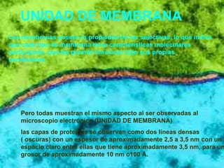 UNIDAD DE MEMBRANA  Pero todas muestran el mismo aspecto al ser observadas al microscopio electrónico (UNIDAD DE MEMBRANA) las capas de proteínas se observan como dos líneas densas ( oscuras) con un espesor de aproximadamente 2,5 a 3,5 nm con un espacio claro entre ellas que tiene aproximadamente 3,5 nm, para un grosor de aproximadamente 10 nm o100 Å. Las membranas poseen la propiedad de ser selectivas, lo que indica que cada tipo de membrana tiene características moleculares particulares, que les permite funcionar bajo sus propias condiciones.  