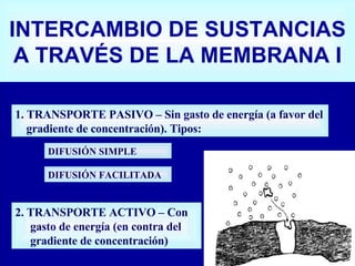 INTERCAMBIO DE SUSTANCIAS A TRAVÉS DE LA MEMBRANA I 1. TRANSPORTE PASIVO – Sin gasto de energía (a favor del gradiente de concentración). Tipos: DIFUSIÓN FACILITADA DIFUSIÓN SIMPLE 2. TRANSPORTE ACTIVO – Con gasto de energía (en contra del gradiente de concentración) 
