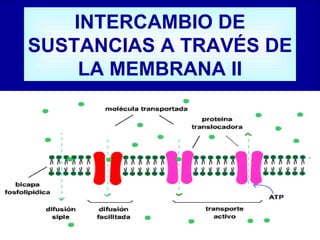 INTERCAMBIO DE SUSTANCIAS A TRAVÉS DE LA MEMBRANA II 