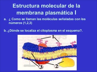 Estructura molecular de la membrana plasmática   I ¿ Como se llaman las moléculas señaladas con los números (1,2,3)  b. ¿Dónde se localiza el citoplasma en el esquema?.   