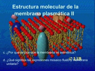 Estructura molecular de la membrana plasmática II   c.   ¿Por qué se dice que la membrana es asimétrica? d. ¿Qué significa las expresiones mosaico fluido y membrana unitaria? 