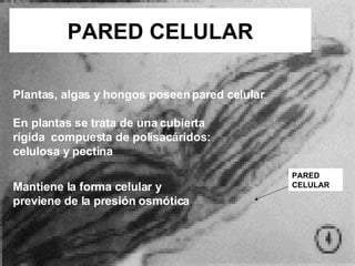 PARED CELULAR PARED CELULAR Plantas, algas y hongos poseen pared celular M antiene la forma celular y previene de la presión osmótica En plantas  se trata de una cubierta rígida  compuesta de polisacáridos :  celulosa y pectina 