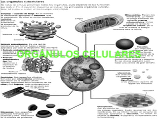 ORGÁNULOS CELULARES 