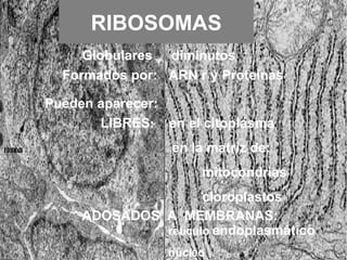 RIBOSOMAS Globulares  diminutos  LIBRES :   en el citoplasma en la matriz de:  mitocondrias cloroplastos ADOSADOS  A  MEMBRANAS:   retículo  endoplasmático núcleo Pueden aparecer: Formados por:   ARN r y Proteínas 