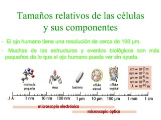 Tamaños relativos de las células y sus componentes El ojo humano tiene una resolución de cerca de 100 µm.   Muchas de las estructuras y eventos biológicos son más pequeños de lo que el ojo humano puede ver sin ayuda. 