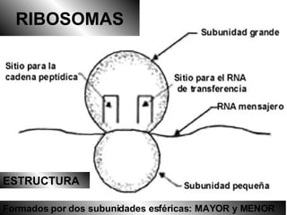 RIBOSOMAS ESTRUCTURA Formados por dos subunidades esféricas: MAYOR y MENOR 