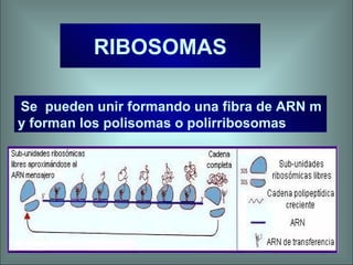 RIBOSOMAS Se  pueden unir formando una fibra de ARN m y forman los polisomas o polirribosomas 