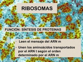 RIBOSOMAS FUNCIÓN: SÍNTESIS DE PROTEINAS  Leen el mensaje del ARN m Unen los aminoácidos transportados por el ARN t según el orden determinado por el ARN m 