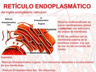 RETÍCULO ENDOPLASMÁTICO Retículo Endoplasmático Liso R. Endoplasmático Rugoso del inglés endoplasmic reticulum Sistema multirramificado de sacos membranosos planos (  cisternas ) con estructura de unidad de membrana.  El RE es continuo con la membrana externa de la envoltura nuclear, a la que se une en las cercanías del núcleo Aspectos: Retículo Endoplasmático rugoso:  Con ribosomas adosados a la cara externa de sus membranas. Retículo Endoplasmático liso: Sin ribosomas.  