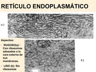 RETÍCULO ENDOPLASMÁTICO Aspectos: RUGOSO(a) :  Con ribosomas adosados a la cara externa de sus membranas. LISO (b): Sin ribosomas 