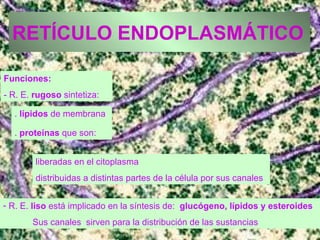 RETÍCULO ENDOPLASMÁTICO Funciones: - R. E.  rugoso  sintetiza: .  lípidos  de membrana  .  proteínas  que son:   liberadas en el citoplasma distribuidas a distintas partes de la célula por sus canales R. E.  liso  está implicado en la síntesis de:  glucógeno, lípidos y esteroides Sus canales  sirven para la distribución de las sustancias 