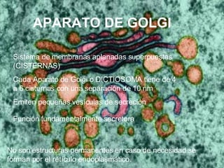 APARATO DE GOLGI  S istema de membranas  aplanadas superpuestas (CISTERNAS) Cada Aparato de Golgi o DICTIOSOMA tiene de 4 a 6 cisternas con una separación de 10 nm  Emiten pequeñas vesículas de secreción N o son   estructuras permanentes   en caso de necesidad se forman por el retículo endoplasmático. Función fundamentalmente secretora 