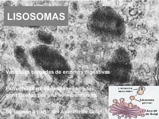 LISOSOMAS Vesículas cargadas de enzimas digestivas Estructuras membranosas cerradas, constituidas por una sola membrana. Se forman a partir del Aparato de Golgi 