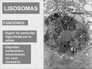 LISOSOMAS FUNCIÓNES: - Digerir las partículas fagocitadas por la célula - Degradan compuestos intracelulares (en caso necesario) 