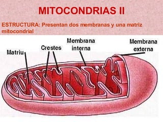 MITOCONDRIAS II ESTRUCTURA: Presentan dos membranas y una matriz mitocondrial 