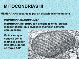 MITOCONDRIAS III MEMBRANAS separadas por un espacio intermembrana -  MEMBRANA EXTERNA LISA - MEMBRANA INTERNA con prolongaciones (crestas mitocondriales) que dividen la matriz en cámaras comunicadas En la cara que conecta con la matriz se adosan  OXISOMAS,  donde se forma ATP 