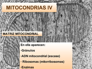 MITOCONDRIAS IV MATRIZ MITOCONDRIAL En ella aparecen: Gránulos ADN mitocondrial (escaso) Ribosomas (mitorribosomas) Enzimas 