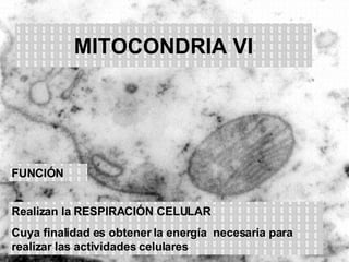 MITOCONDRIA VI Realizan la RESPIRACIÓN CELULAR Cuya finalidad es obtener la energía  necesaria para realizar las actividades celulares FUNCIÓN 
