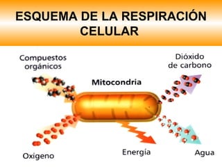 ESQUEMA DE LA RESPIRACIÓN CELULAR   